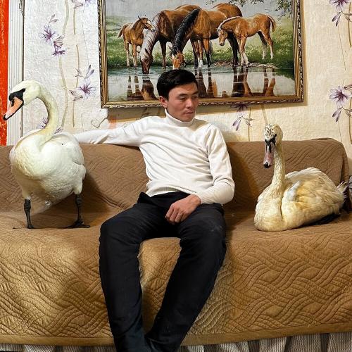 Бауыржан Жакупов - Мен аққумын жаралы