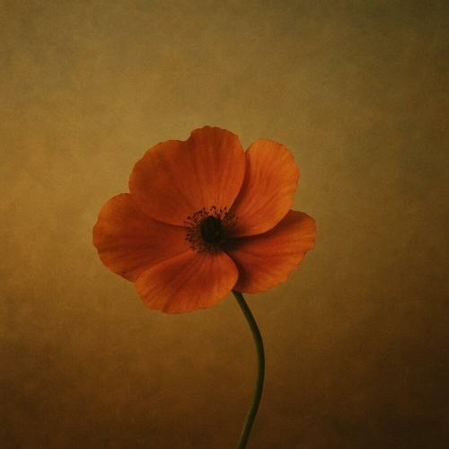 Ernar Amandyq - Жалғыз гүл